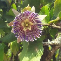 Passiflora maliformis L.